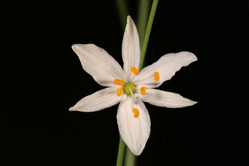 Obraz premium Branched St. Bernard's-Lily (Anthericum ramosum). Flower Closeup