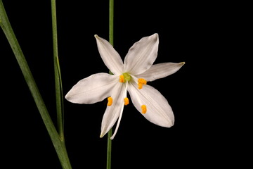 Fototapeta premium Branched St. Bernard's-Lily (Anthericum ramosum). Flower Closeup