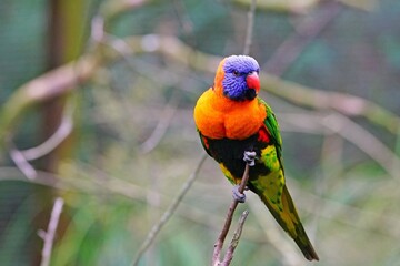 View of a colorful lorikeet bird in Melbourne, Australia