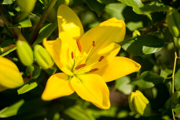 Natural background where focus is soft. Macro shot. Yellow lily