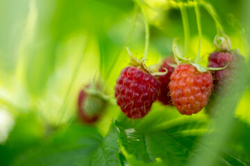 Natural background where focus is soft. Macro shot. Raspberry bush with berries