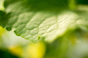 Natural background where focus is soft. Macro shot. Cucumber leaf