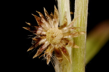 Marsh Cudweed (Gnaphalium uliginosum). Fruiting Capitula Closeup
