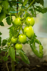 Natural background where focus is soft. Macro shot. Tomato bush in the greenhouse