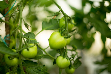 Natural background where focus is soft. Macro shot. Tomato bush in the greenhouse
