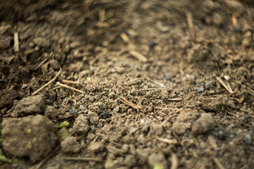 Natural background where focus is soft. Macro shot. The soil