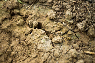 Natural background where focus is soft. Macro shot. The soil