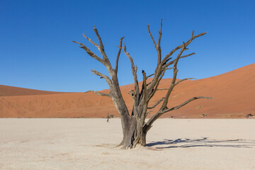 Fototapeta na wymiar Árboles secos en Deadvlei, uno de los valles de dunas más icónicos del Parque Nacional Namib-Naukluft, en Namibia.