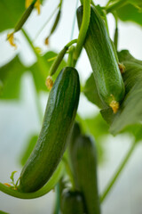 Natural background where focus is soft. Macro shot. Cucumbers in the greenhouse