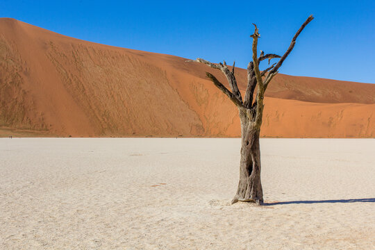 &Aacute;rboles secos en Deadvlei, uno de los valles de dunas m&aacute;s ic&oacute;nicos del Parque Nacional Namib-Naukluft, en Namibia.