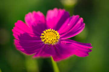 Natural background where focus is soft. Macro shot. Garden cosmos. Cosmos bipinnatus