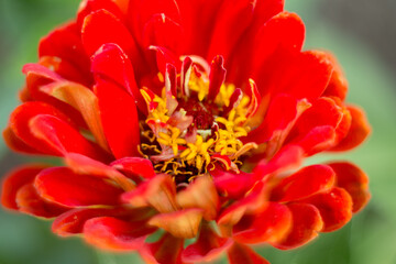 Natural background where focus is soft. Macro shot. Red zinnia flower
