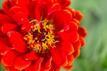 Obraz na płótnie Canvas Natural background where focus is soft. Macro shot. Red zinnia flower