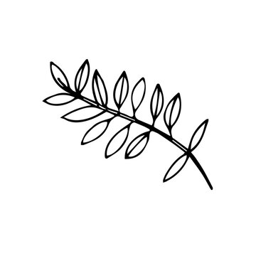 Hand-drawn image of acacia branches. Black and white vector image. Idea for logo, illustration, design. Isolated on white background
