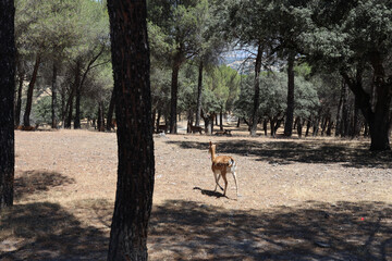 Ciervo Bambi en El Prado
