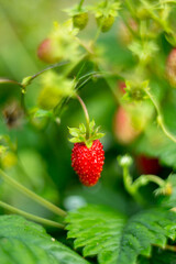 Natural background where focus is soft. Macro shot. Fragaria vesca. Wild Strawberries
