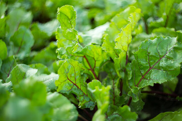 Natural background where focus is soft. Macro shot. Green beet leaves