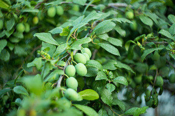Green plums. Natural background where focus is soft. Macro shot. Green fruits of prunes on a tree
