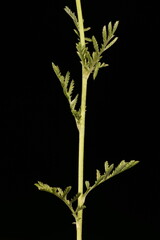 Naklejka premium Yellow Chamomile (Cota tinctoria). Stem and Leaves Closeup