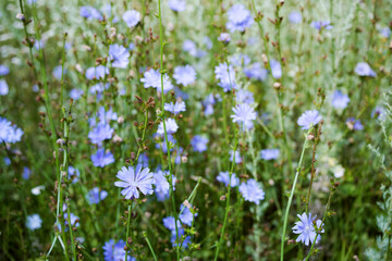 Blue chicory flowers on a summer meadow, closeup. Medicinal herbs.