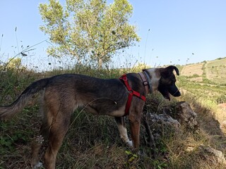 german shorthaired pointer hunting