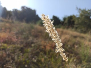 dry grass in the wind