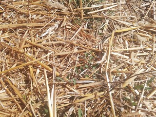 close up of hay bale