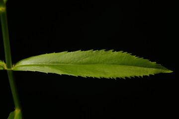 False Dragonhead (Physostegia virginiana). Leaf Closeup