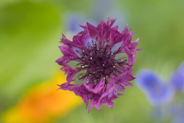 Purple cornflower photo with a colored background, made in Weert the Netherlands