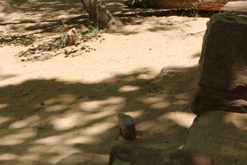 scenic Trails in Zion National Park, Utah