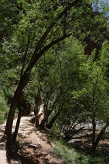 scenic Trails in Zion National Park, Utah