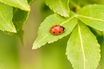 Close upp from a red ladybug on a leaf outside photo made in the spring in Weert the Netherlands
