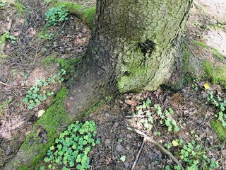 moss on the tree