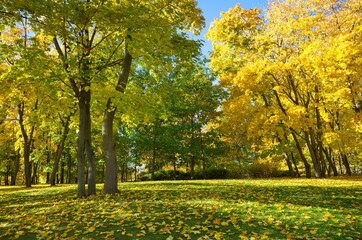 Naklejka premium Autumn Park on a Sunny day