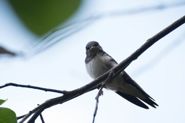 close up photo of a baby swallow bird sitting on a tree branch waiting to feed against a blue sky