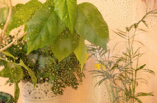 Behind the glass with raindrops, green plants in pots. Concept of home gardening and stress relief. Close-up, selective focus, horizontal position.