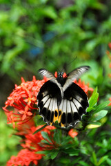 
YELLOW SPIDER, BUTTERFLY UP TO THE FLOWER PLANTS