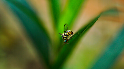 wasp perched on a green leaf