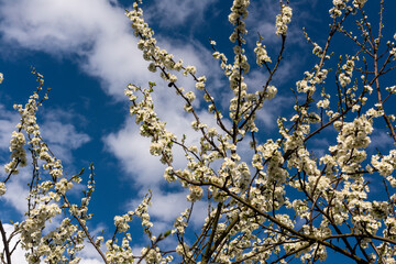 Cherry tree in full blossom