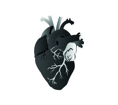 realistic vector isolated human heart. Anatomically correct heart with venous system. human heart Vector illustration