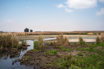 Marievale Bird Sanctuary, Nigel, Afrique du Sud