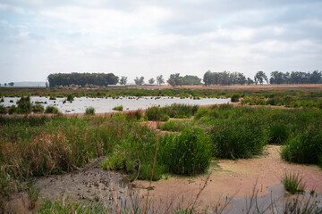Marievale Bird Sanctuary, Nigel, Afrique du Sud