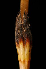 Field Horsetail (Equisetum arvense). Leaf Sheath Closeup