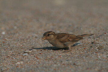 House sparrow (Passer domesticus) in Belarus