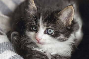 close up of long hair Norwegian forest cat kitten