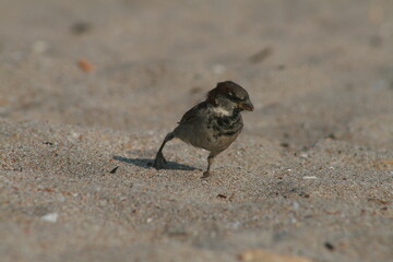 House sparrow (Passer domesticus) in Belarus