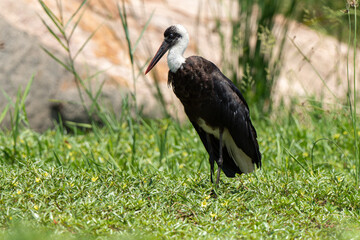 Cigogne épiscopale,.Ciconia episcopus, Woolly necked Stork, Afrique du Sud