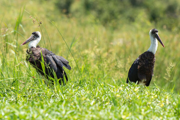 Cigogne épiscopale,.Ciconia episcopus, Woolly necked Stork, Afrique du Sud