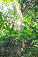 【エコイメージ】マイナスイオンたっぷりな森林