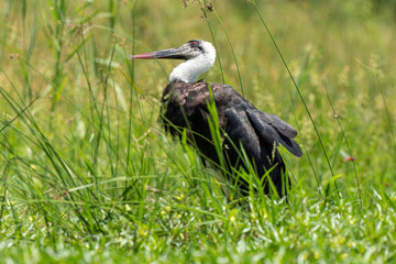 Cigogne épiscopale,.Ciconia episcopus, Woolly necked Stork, Afrique du Sud